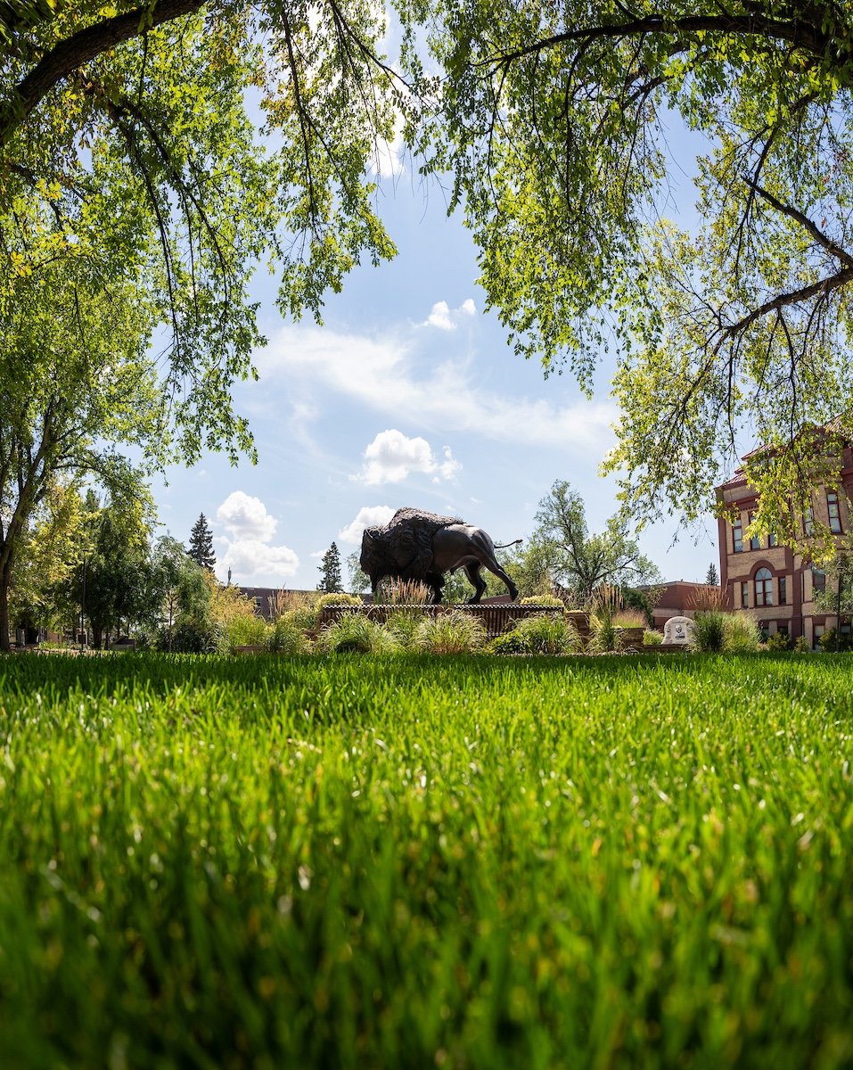 A photo of the Bison statue on the NDSU campus